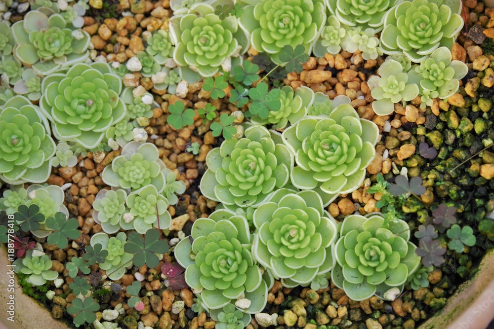 多肉植物の寄せ植え 多肉植物の寄せ植え