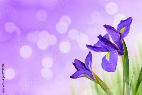Fototapeta Naklejka Na Ścianę i Meble -  Water drop on spring iris flowers on purple background. 