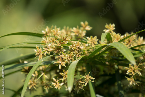 Small Brown Papyrus Tree Flower .