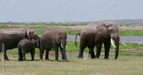 African Elephants Waiting; Amboseli Day 2; Amboseli, Kenya, Africa