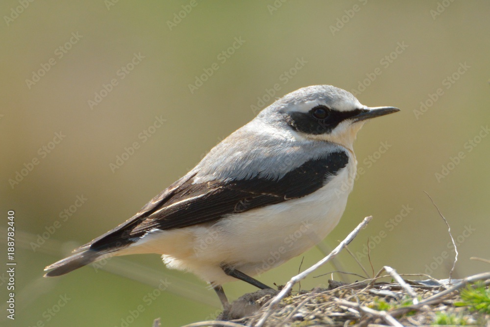 Northern wheatear (Oenanthe oenanthe) Northern wheatear (Oenanthe oenanthe)