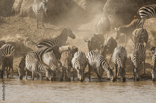 Zebras watering