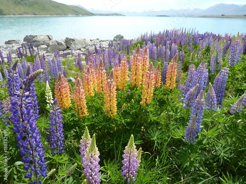 ルピナスの花 ニュージーランド テカポ湖 
