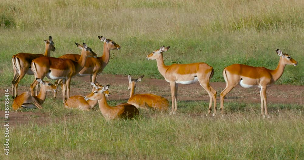 Female Impalas Resting From Heat; Maasai Mara Day 3; Maasai Mara, Kenya, Africa Female Impalas Resting From Heat; Maasai Mara Day 3; Maasai Mara, Kenya, Africa