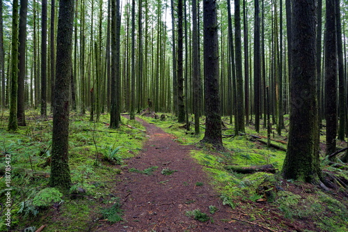 Wet forest  trunks of trees and the land is covered with green moss. It is an island of a fairy  forest  where everything  except for footpaths covered with damp moss. 