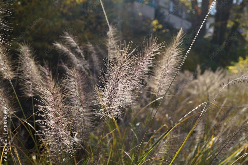秋の草 猫じゃらし エノコログサ 逆光 植物 野草 雑草 Stock 写真 Adobe Stock 秋の草 猫じゃらし エノコログサ 逆光 植物 野草 雑草 Stock 写真 Adobe Stock
