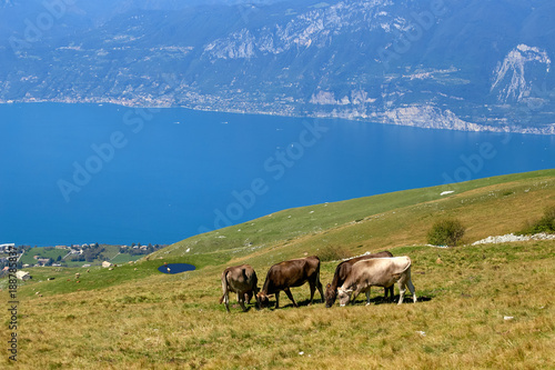 Monte Baldo. Italy. cows graze on mountain pastures. photo