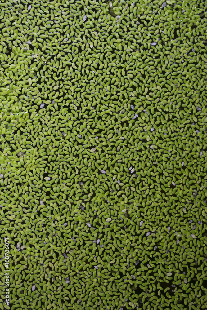 Leaves floating on the surface.