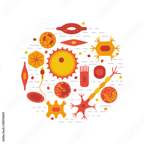human cell type set