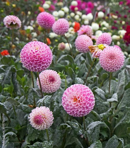 Pink Ball dahlias in dahlia garden