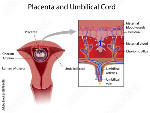 Placenta and chorionic plate, labeled  photo