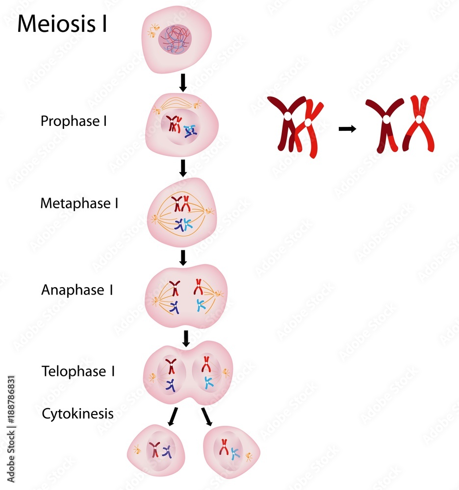 Crossing Over Meiosis