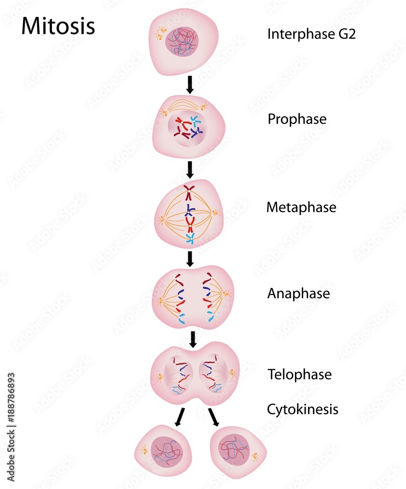 Phases of Mitosis Stock Illustration | Adobe Stock