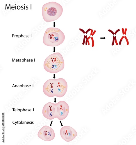 Phases of Meiosis 1 with crossing-over
