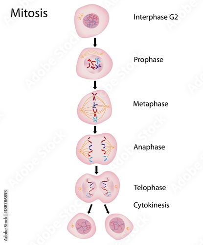 Phases of Mitosis photo