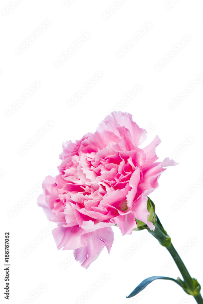 carnation flower isolated on white background carnation flower isolated on white background