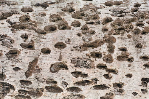 tree trunk texture with holes