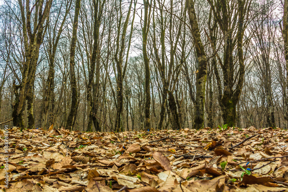 Autumn Leaves in forest. Autumn beautiful view. Autumn Leaves in forest. Autumn beautiful view.