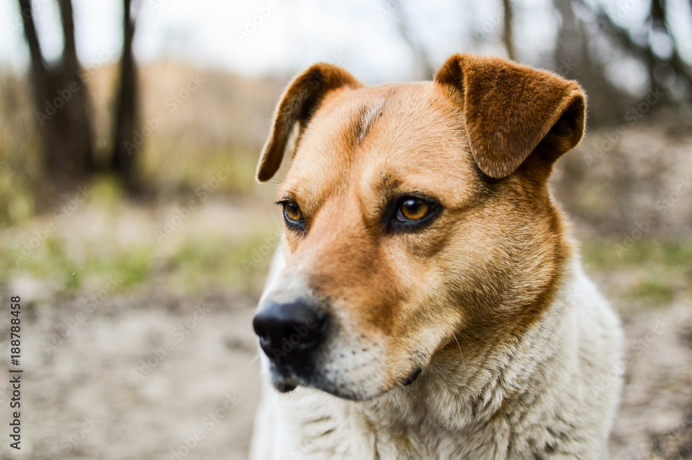 Close-up view of the big beautiful stray dog Close-up view of the big beautiful stray dog