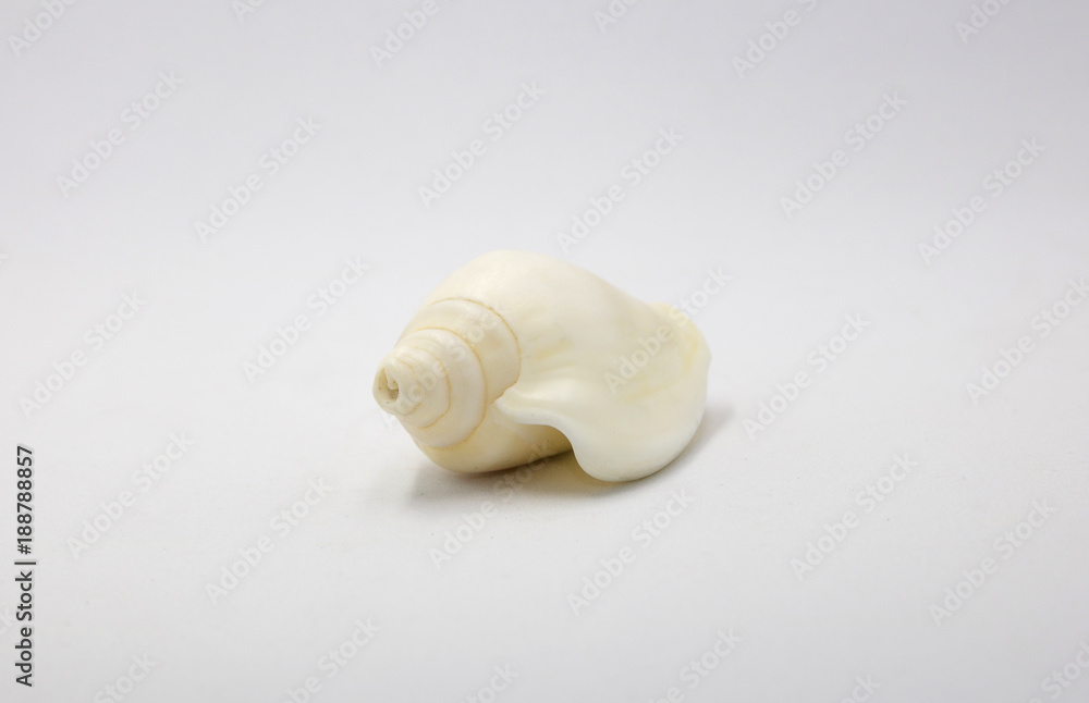 Shell use used as a decoration on white background Shell use used as a decoration on white background