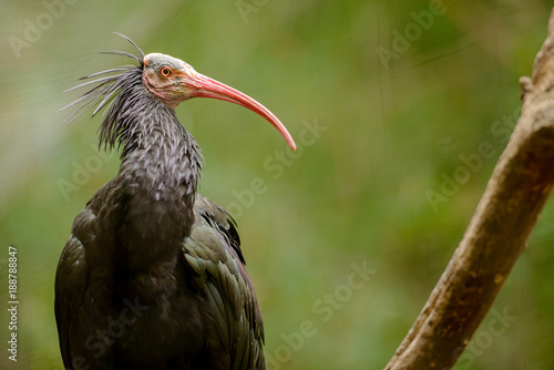 Ibis bird photo