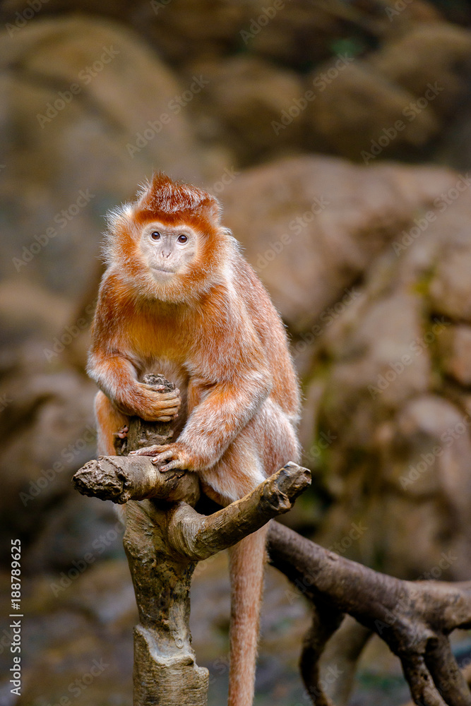 The Silvered Leaf Monkey The Silvered Leaf Monkey