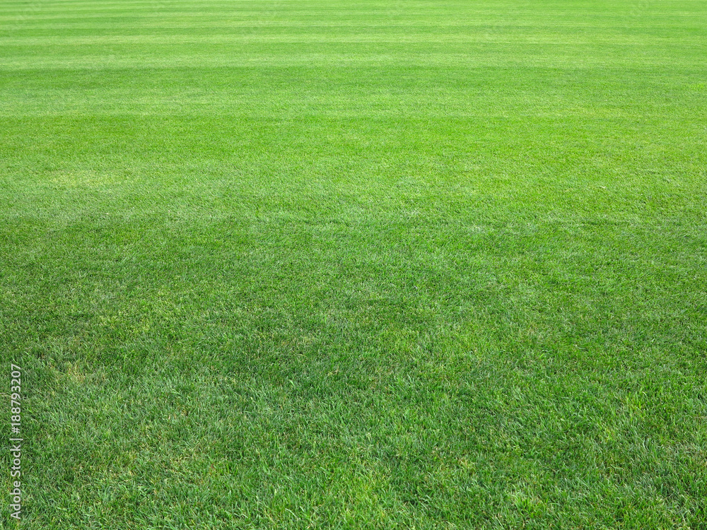 perfect lawn green grass background