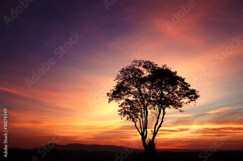 Silhouette Big Tree and Mountain Landscape with Colorful Sky Sunset