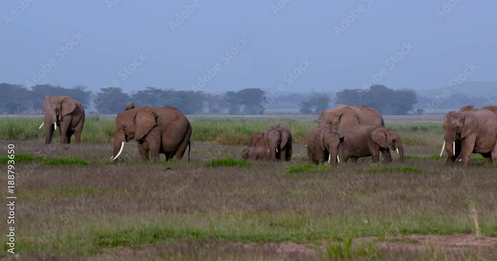 Herd Of African Elephants Grazing; Amboseli Day 2; Amboseli, Kenya, Africa Herd Of African Elephants Grazing; Amboseli Day 2; Amboseli, Kenya, Africa