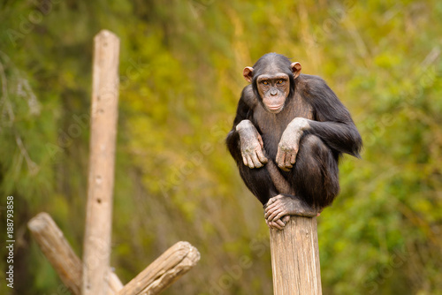 Canvas Print A chimpanzee watching a zoo