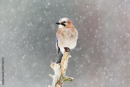 Small bird perching on piece of wood during snow
