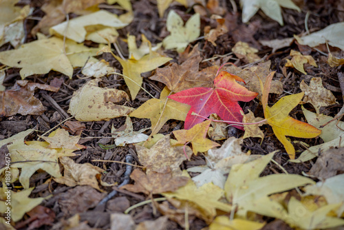 Autumn leaves 2