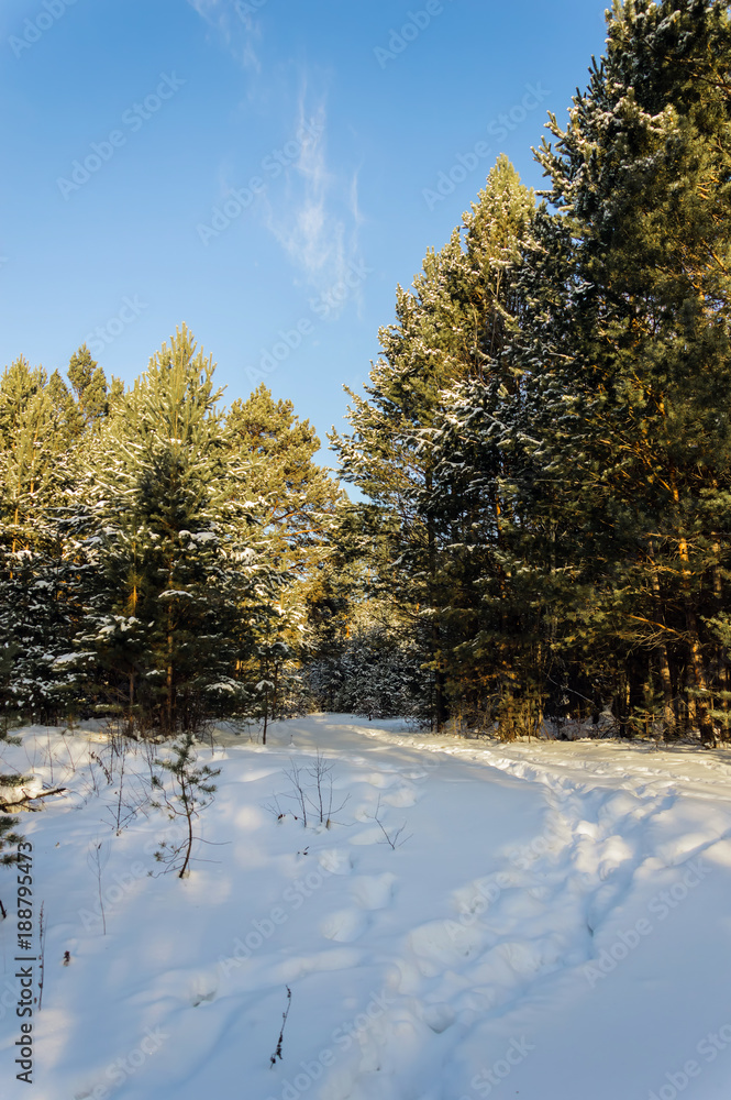 Winter landscape. A pine forest.A vertical image.