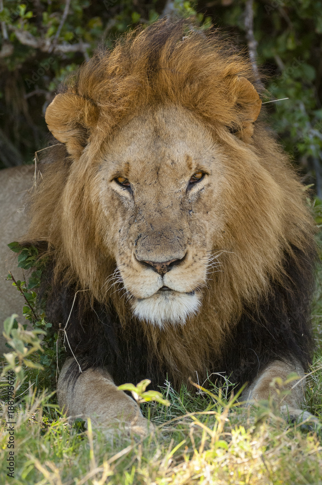 Male Lion