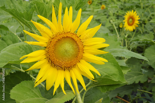 close up of sunflower in the garden