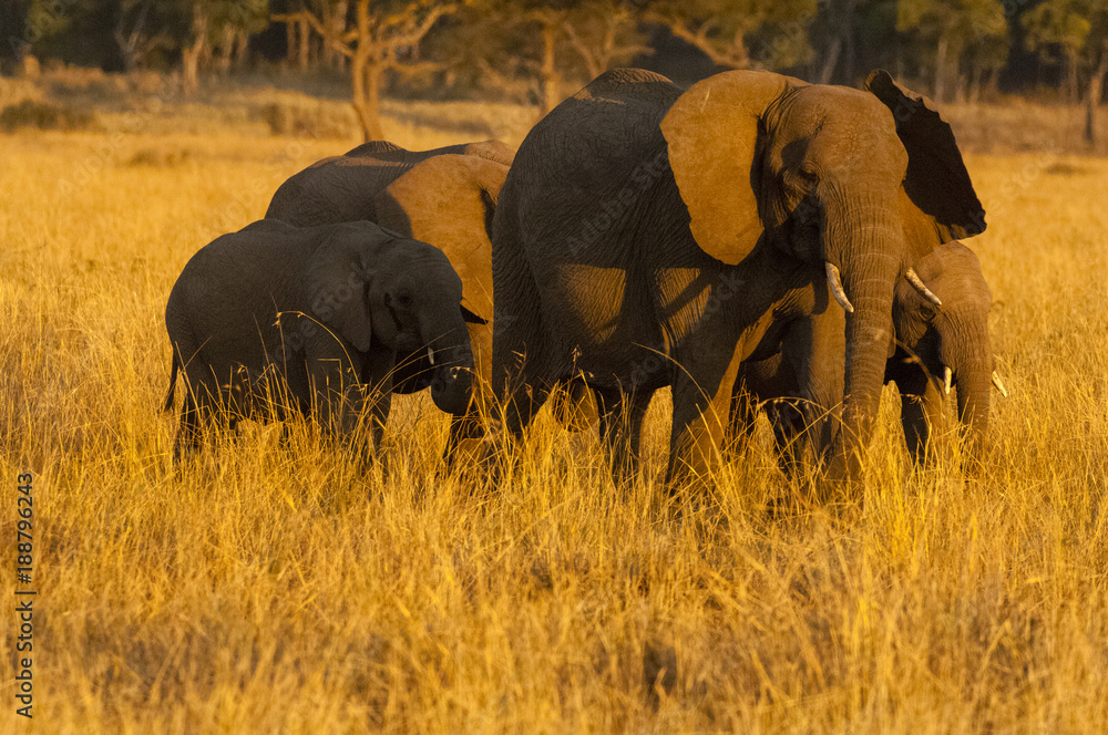 Fototapeta premium Elephant Herd late sunset