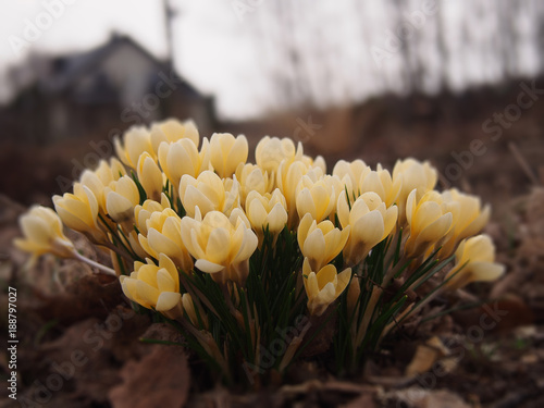Fototapeta Naklejka Na Ścianę i Meble -  Yellow crocus flowers, flowers of spring harbingers.
