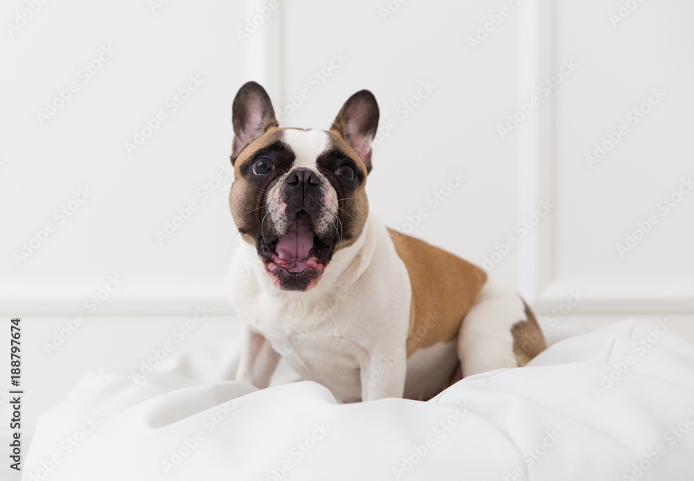 portrait of a dog of a French bulldog at home in a light interior close-up portrait of a dog of a French bulldog at home in a light interior close-up