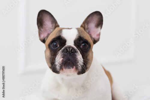 portrait of a dog of a French bulldog at home in a light interior close-up © zayatssv
