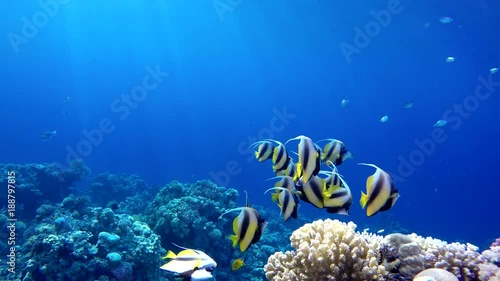 Wallpaper Mural Reef and beautiful fish. Underwater life in the ocean. Tropical fish. Torontodigital.ca