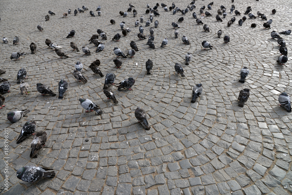 Obraz premium Old cobblestone pavement close-up.