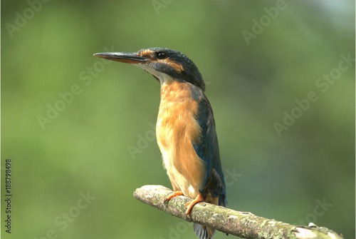 Eisvogel auf Ast