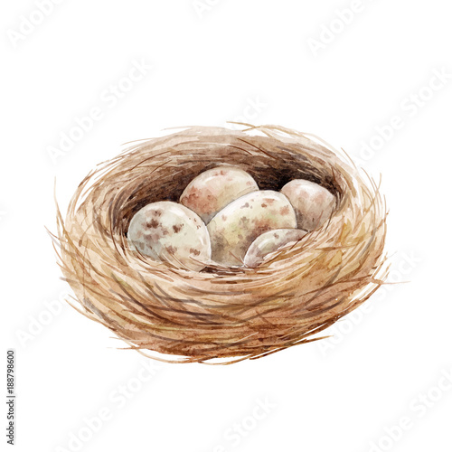 Watercolor bird nest with eggs