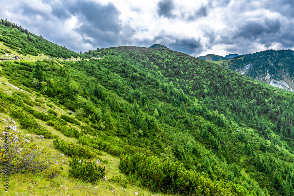 Green mountain forest, panoramic vista of hills and trees from above, Tatra Mountains, landscape
