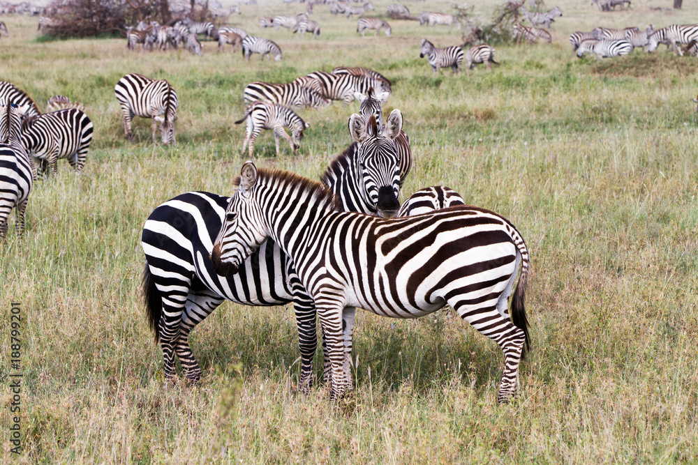 Obraz premium Zebra species of African equids (horse family) united by their distinctive black and white striped coats in different patterns, unique to each individual in Serengeti, Tanzania