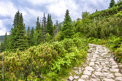 Fototapeta Naklejka Na Ścianę i Meble -  Green landscape with mountain trail in wilderness, road with stones leading through thicket of pine and fir trees in highlands
