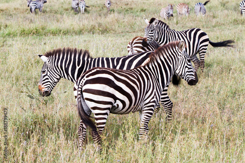 Zebra species of African equids  horse family  united by their distinctive black and white striped coats in different patterns  unique to each individual in Serengeti  Tanzania