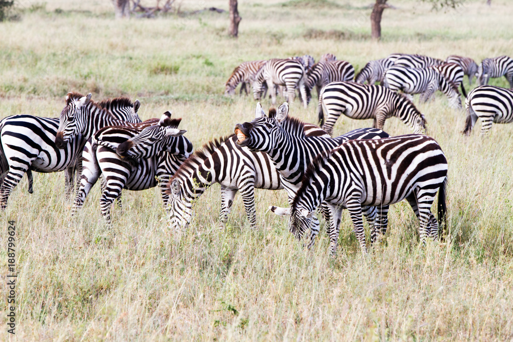 Zebra species of African equids (horse family) united by their distinctive black and white striped coats in different patterns, unique to each individual in Serengeti, Tanzania Zebra species of African equids (horse family) united by their distinctive black and white striped coats in different patterns, unique to each individual in Serengeti, Tanzania