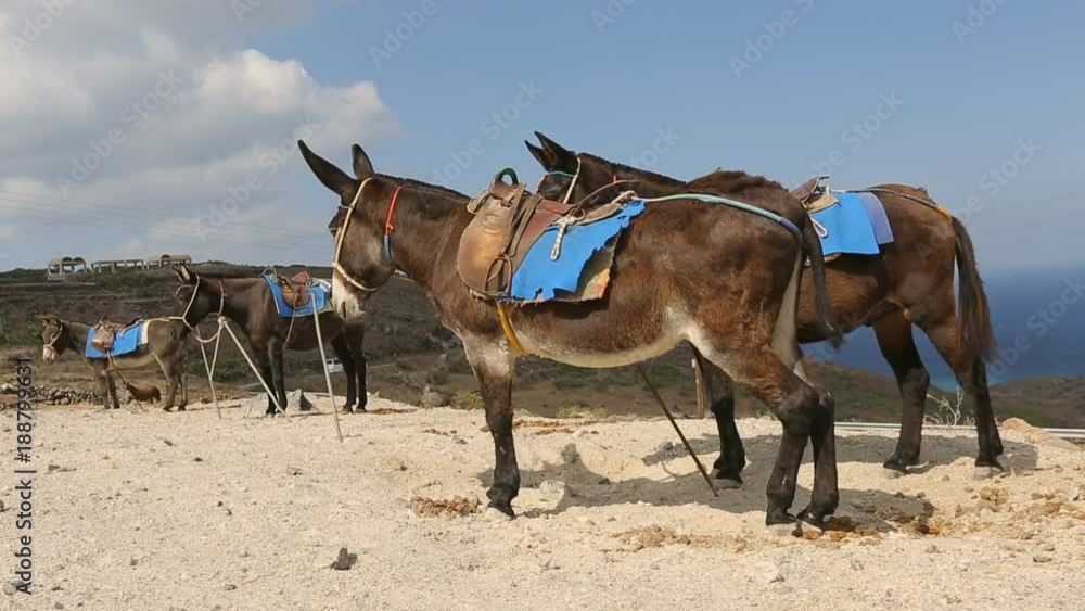 Domestic riding donkeys standing tied up to poles at animal terminal, transport Domestic riding donkeys standing tied up to poles at animal terminal, transport