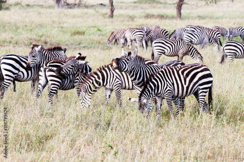 Zebra species of African equids  horse family  united by their distinctive black and white striped coats in different patterns  unique to each individual in Serengeti  Tanzania